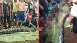 Warga membedah ular Phyton yang menelan Wa Tiba