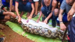 Warga mengeluarkan korban dari perut ular Phyton