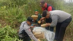 Paket Narkoba yang ditemukan pada ladang warga di Dharmasraya (eko)