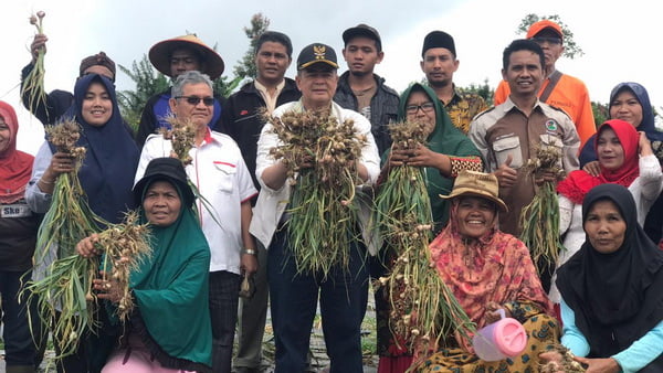 Panen Bawang di Tanah Datar