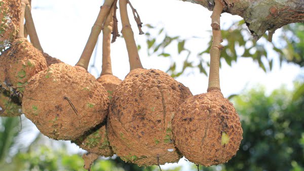 Durian Gundul hasil eksperimen di NTB