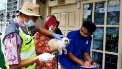 Vaksinasi kucing di Kelurahan Pasar Usang Kota Padang Panjang