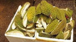 Kulit Durian untuk mengusir tikus