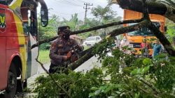 Petugas membersihkan kayu tumbang