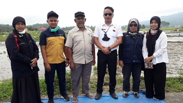 Abrar Hamdi dan 2 rekannya dari BPSB Sumbar dan Kabid TPH Distan Padang Panjang, Fitriadi dan staf di persawahan Gajahtanang