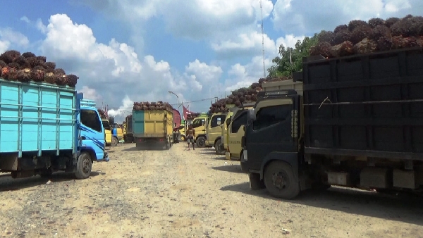Antrian truk mengular di pabrik sawit