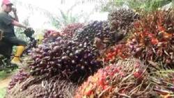Petani saat panen Sawit