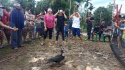 Lomba Menangkap itik