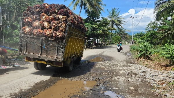Truk pengangkut TBS saat melewati jalan kabupaten