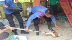 Anggota Damkar Kabupaten Dharmasraya berhasil mengevakuasi ular jenis Piton