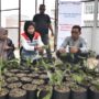 Pertamina
